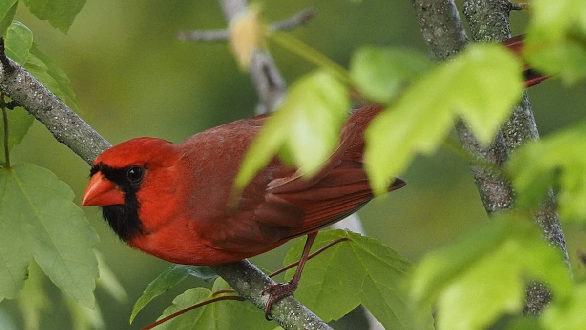 Northern Cardinal - ML569520271