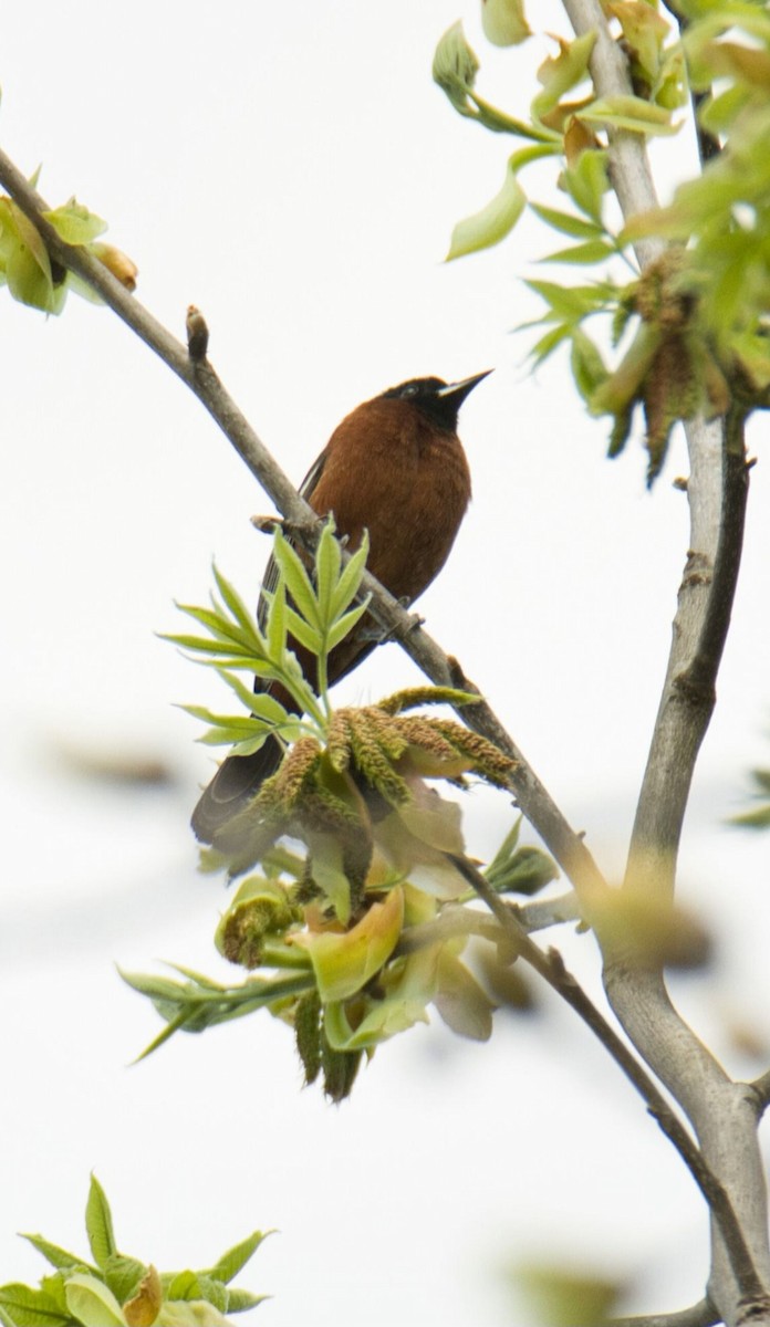 Orchard Oriole - ML569520281