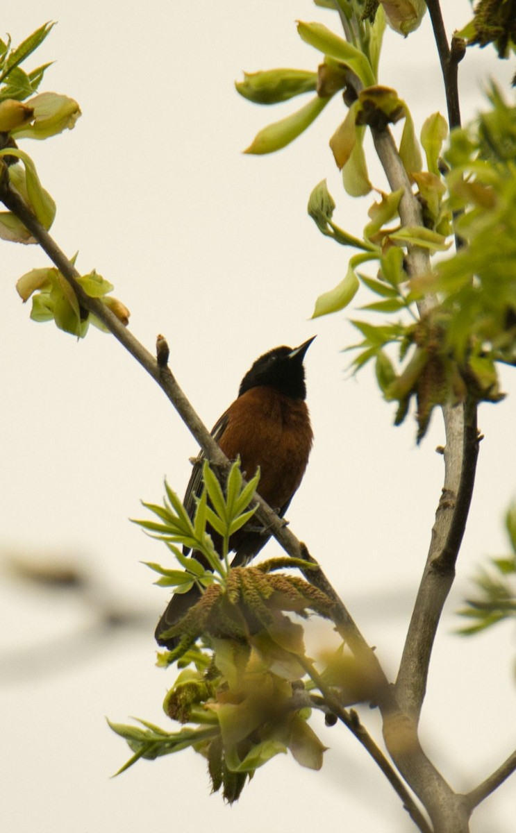 Orchard Oriole - ML569520291