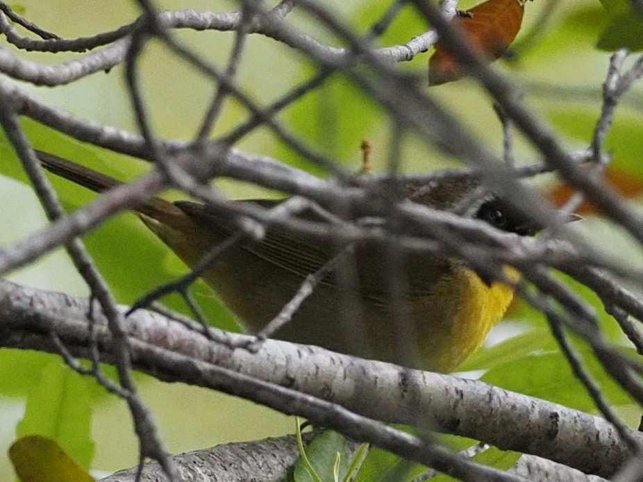 Common Yellowthroat - ML569520361