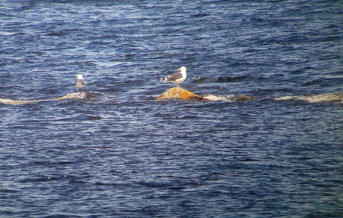 Great Black-backed Gull - ML569520631