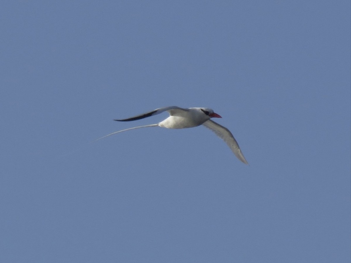 Red-billed Tropicbird - ML569520651