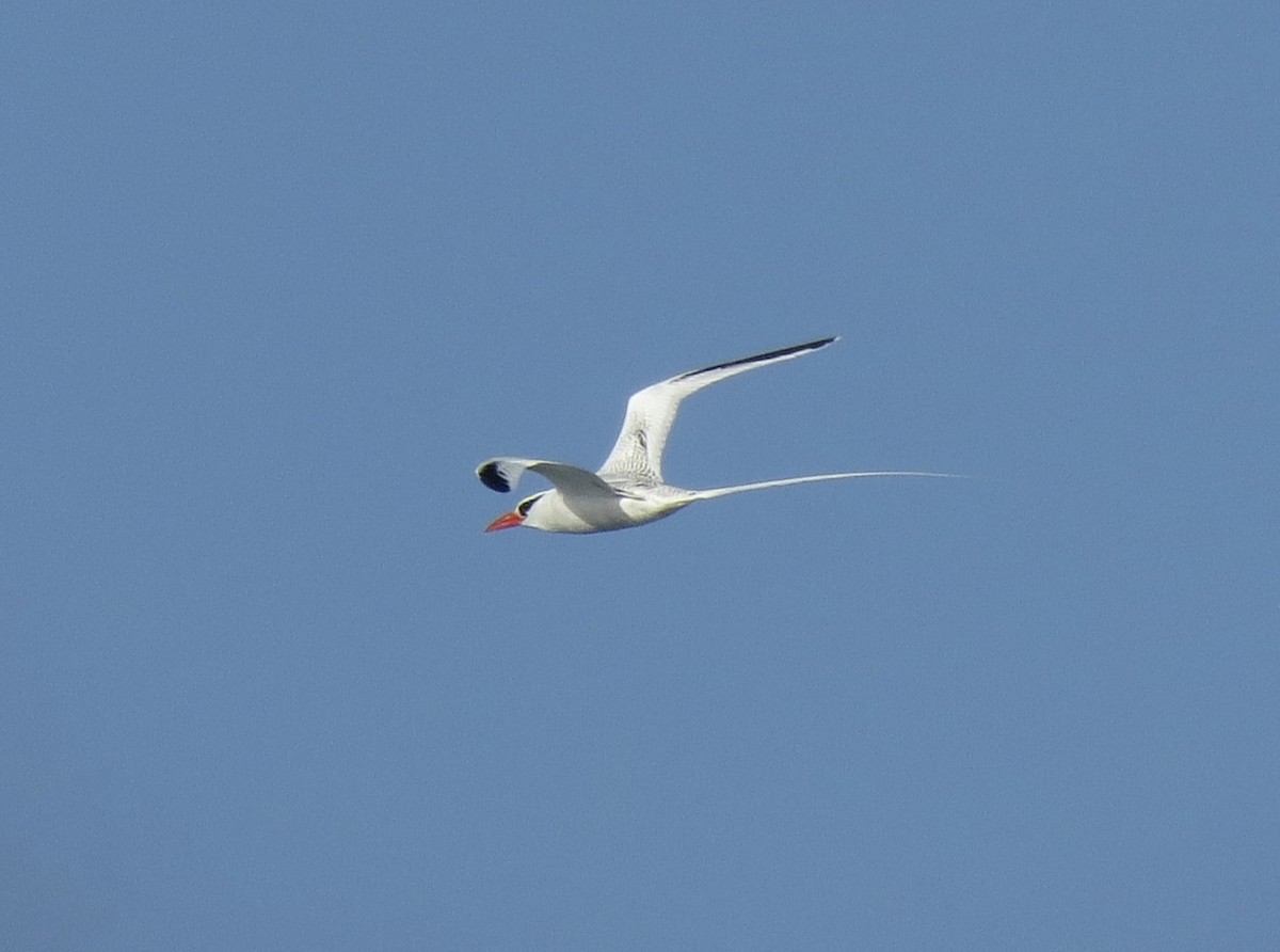 Red-billed Tropicbird - ML569520661