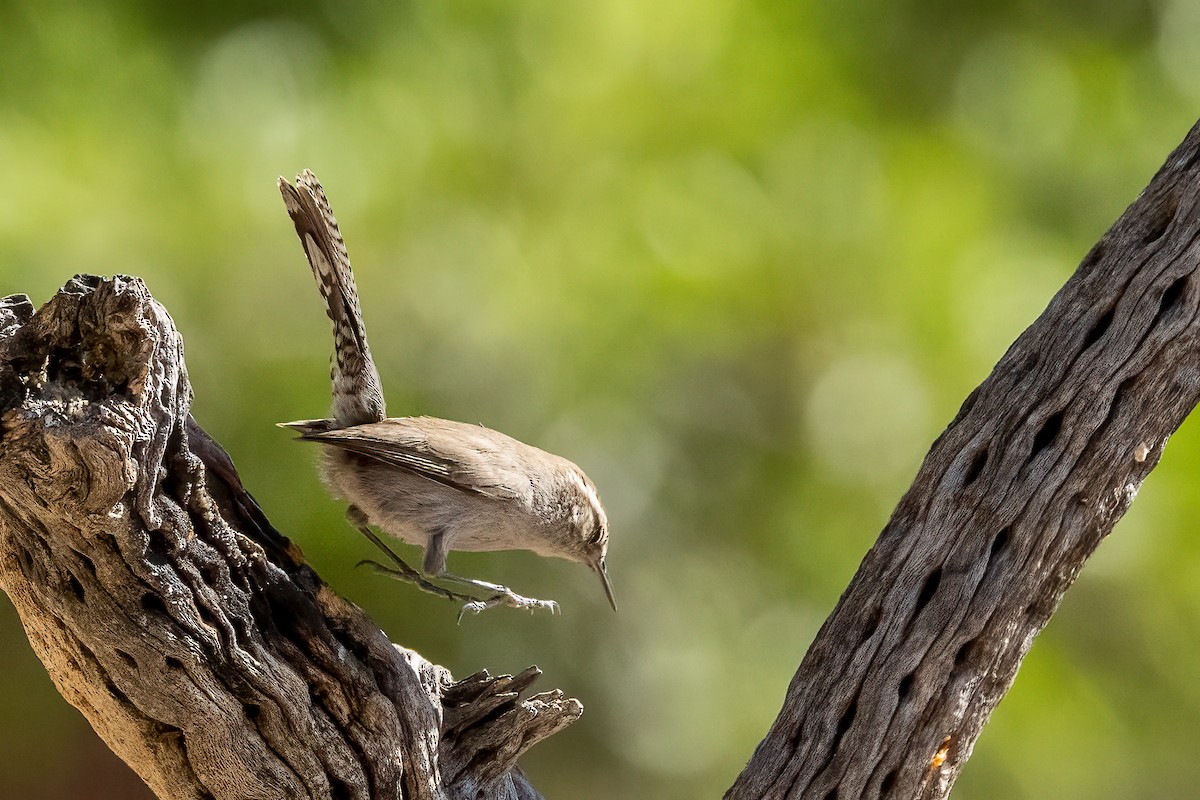 Bewick's Wren - ML569521091