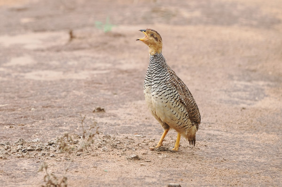 Coqui Francolin (Plain-breasted) - ML569521281