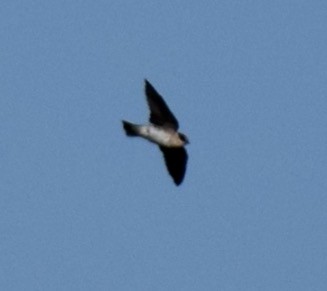 Cave Swallow - ML56952161
