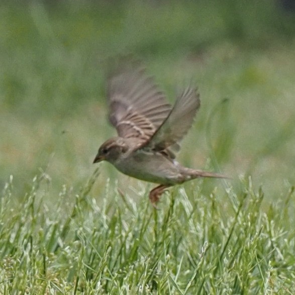 House Sparrow - ML569522071