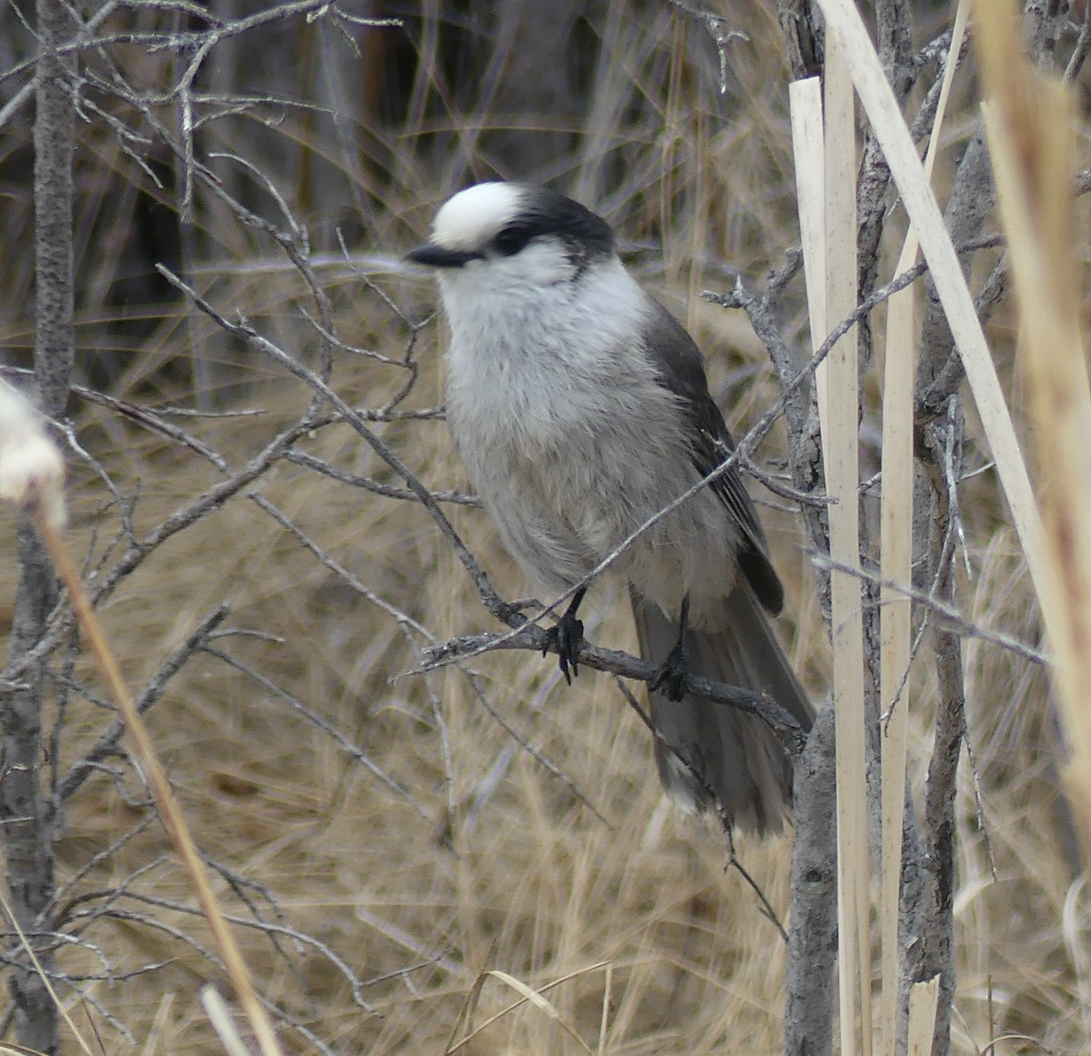 Mésangeai du Canada - ML569523291