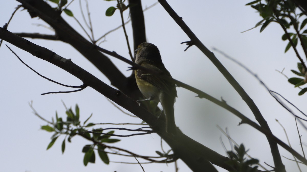 White-eyed Vireo - ML569523331