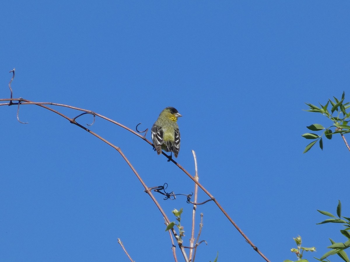 Lesser Goldfinch - ML569523621