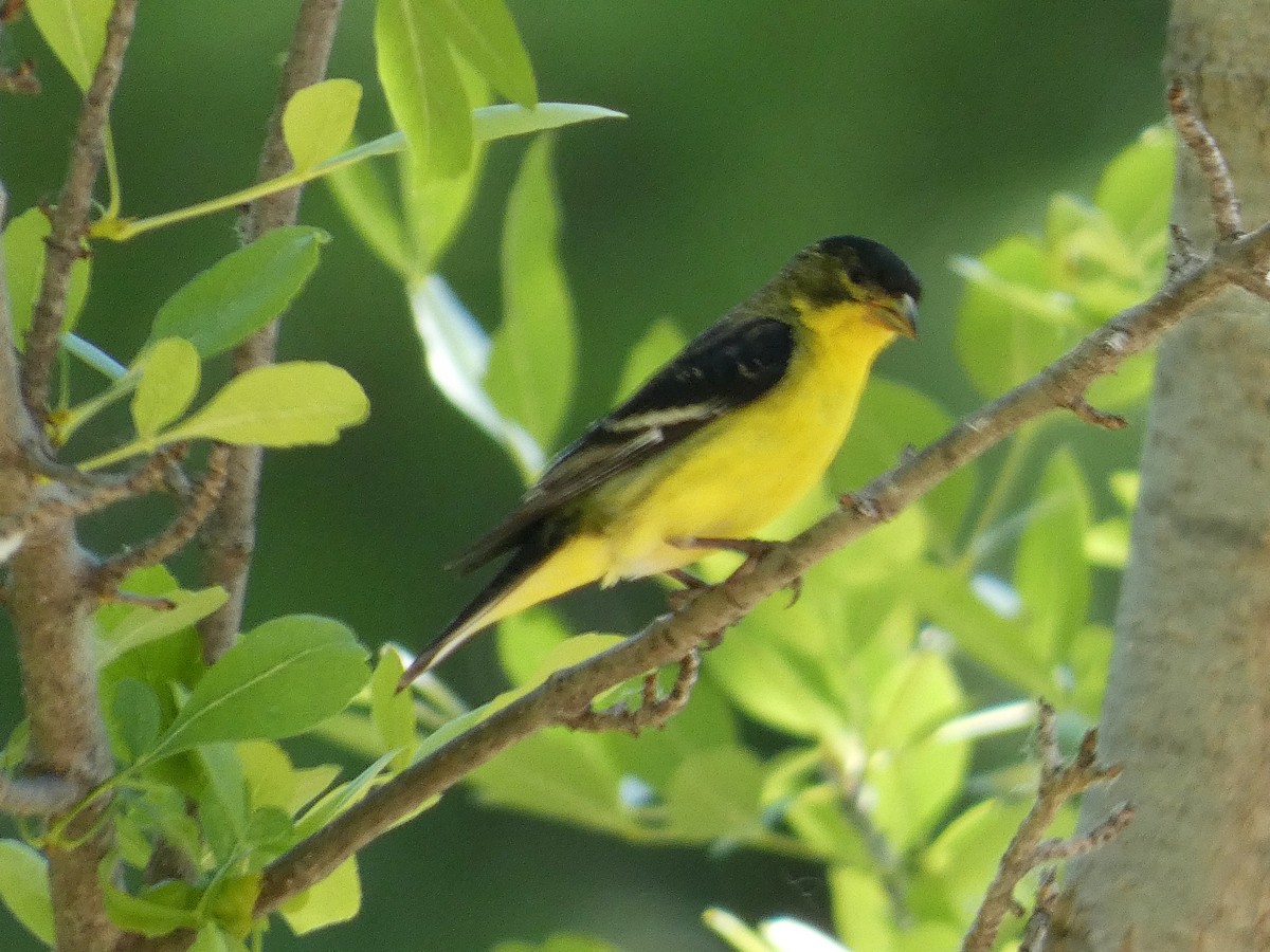 Lesser Goldfinch - Hugh & Regina