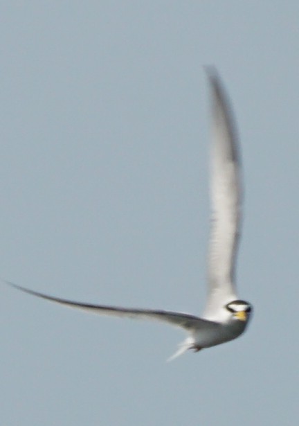 Least Tern - ML569523891