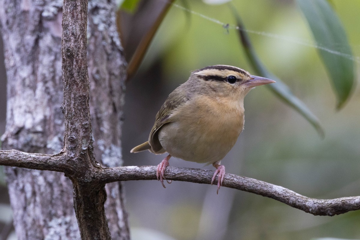 Worm-eating Warbler - ML569523941