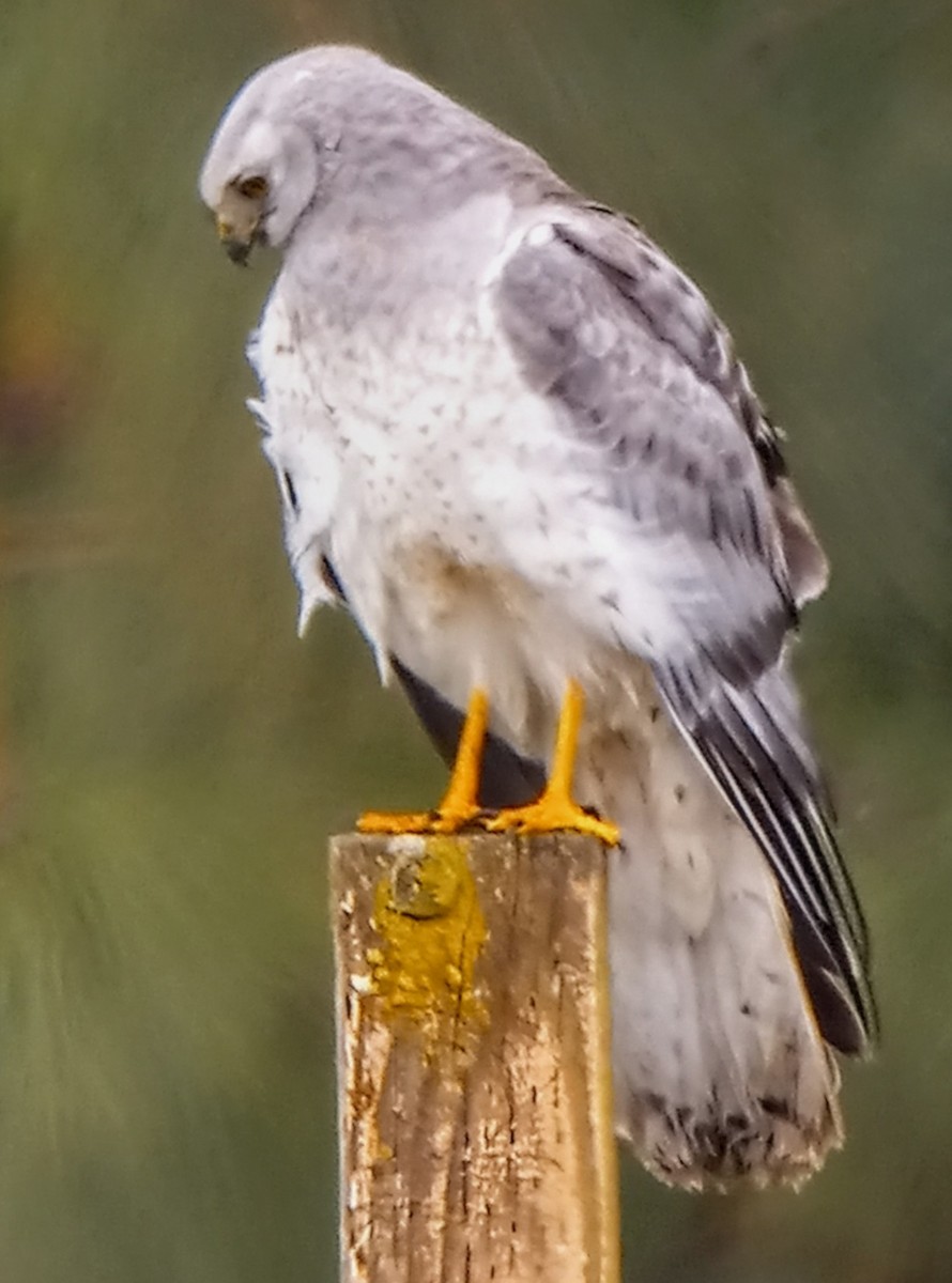 Aguilucho de Hudson - ML569525421