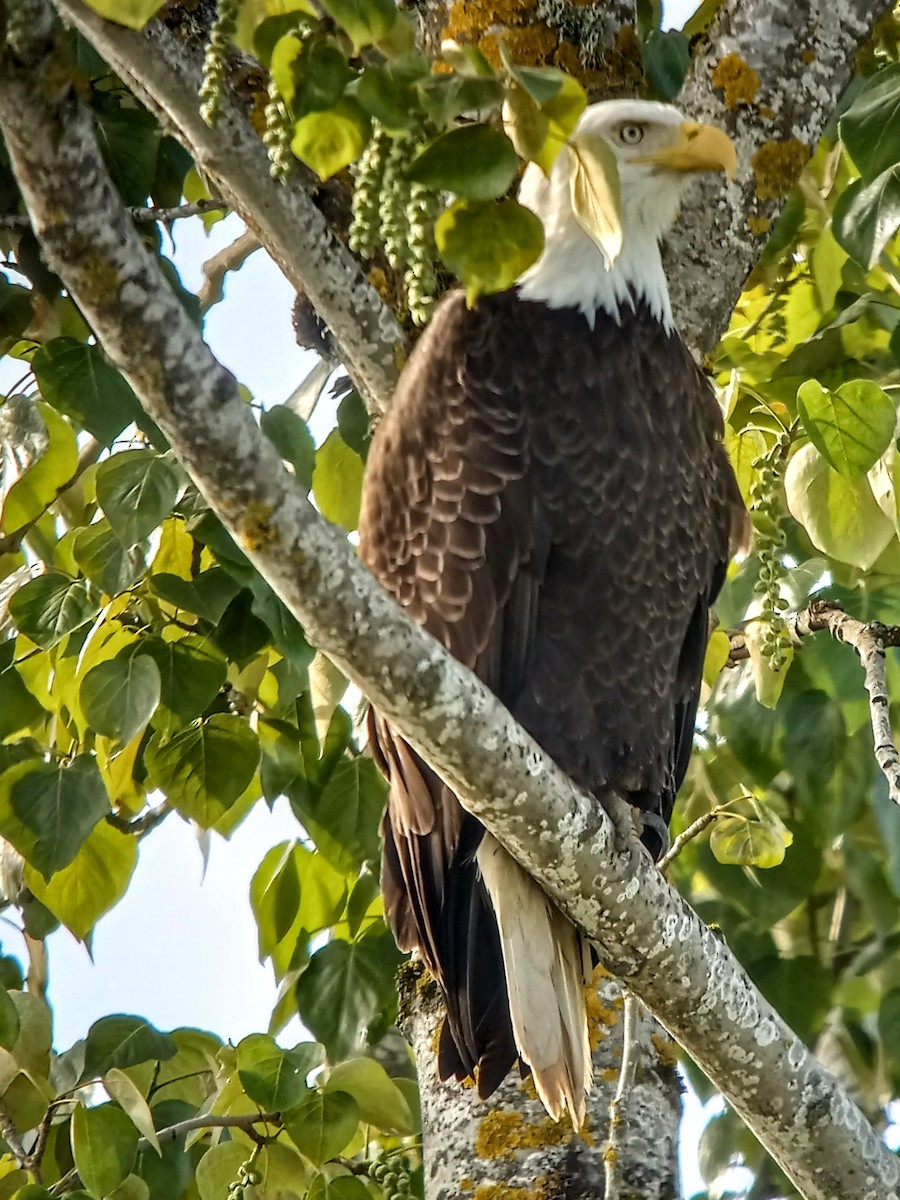 Bald Eagle - Dave Lockman