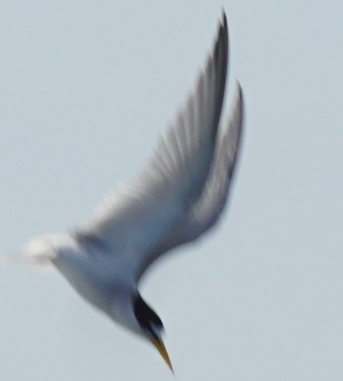 Least Tern - ML569525891