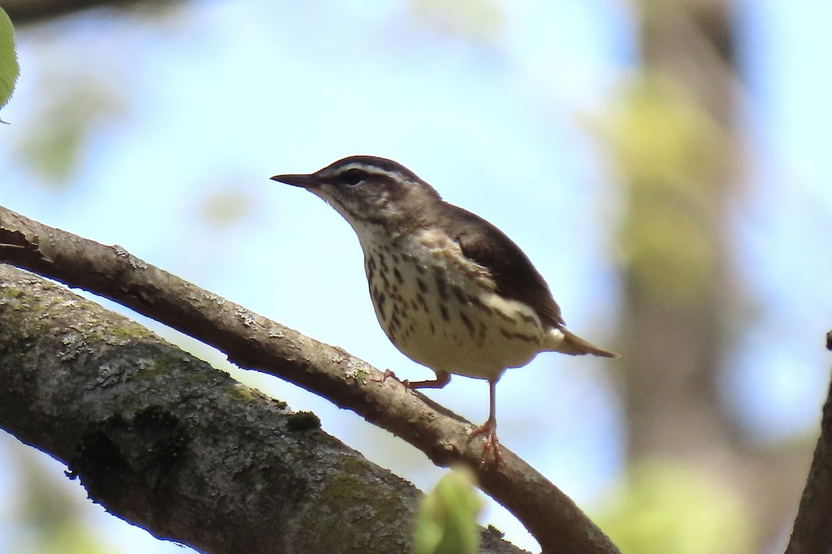 Louisiana Waterthrush - ML569526161