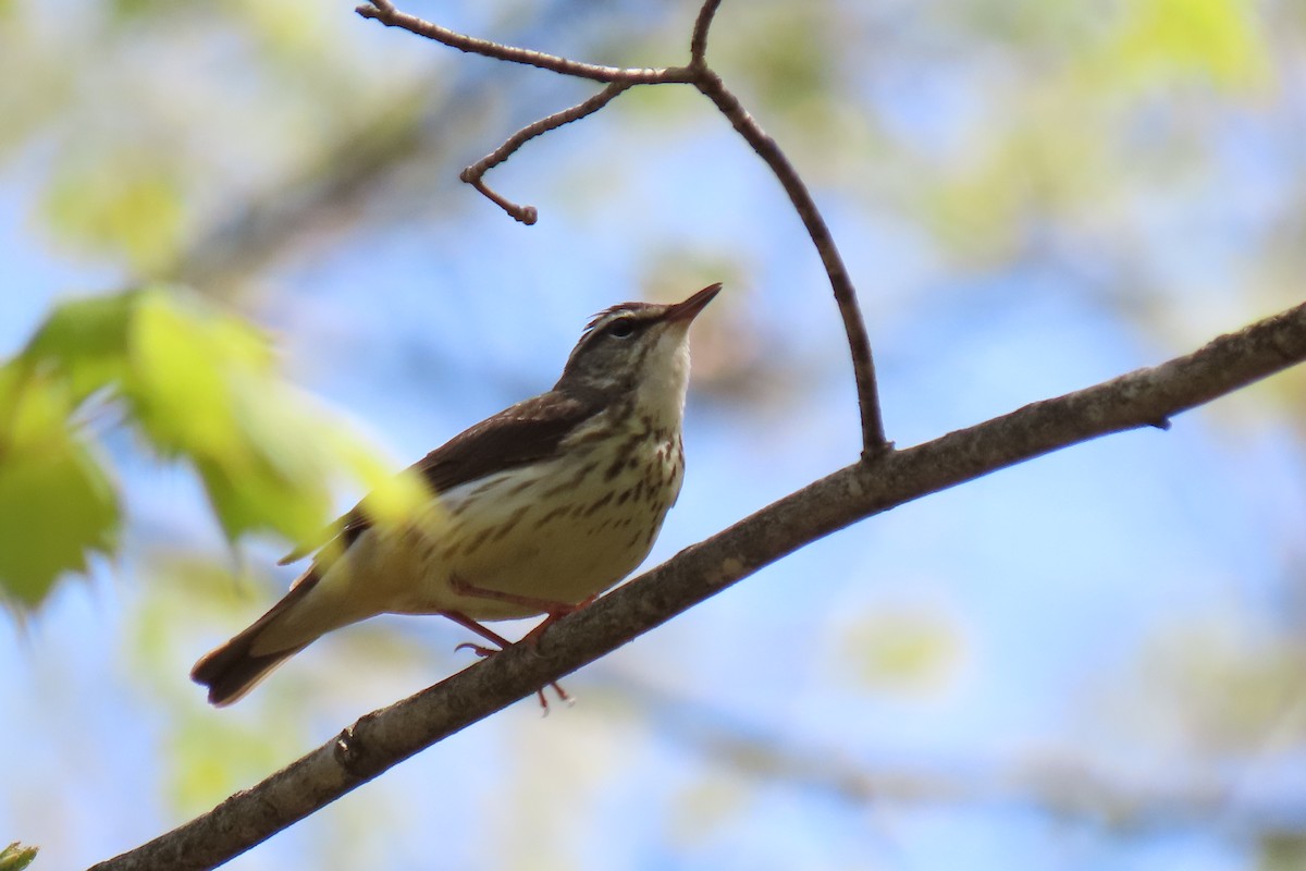 Louisiana Waterthrush - ML569526181