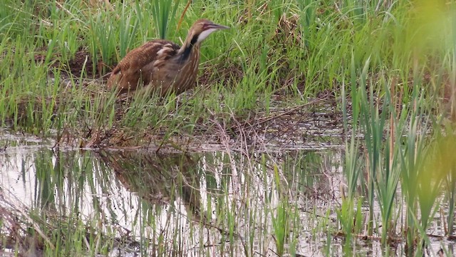 American Bittern - ML569526351