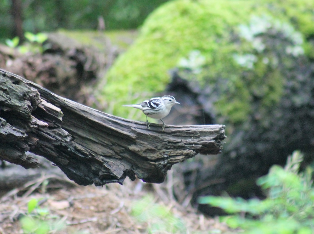 Black-and-white Warbler - ML569526921