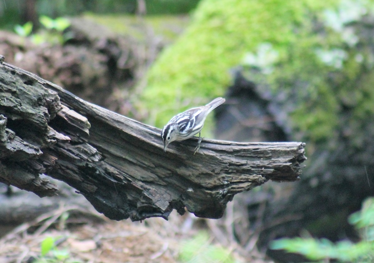 Black-and-white Warbler - ML569526941