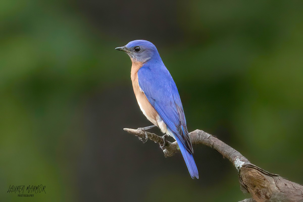 Eastern Bluebird - Lauren Marmor