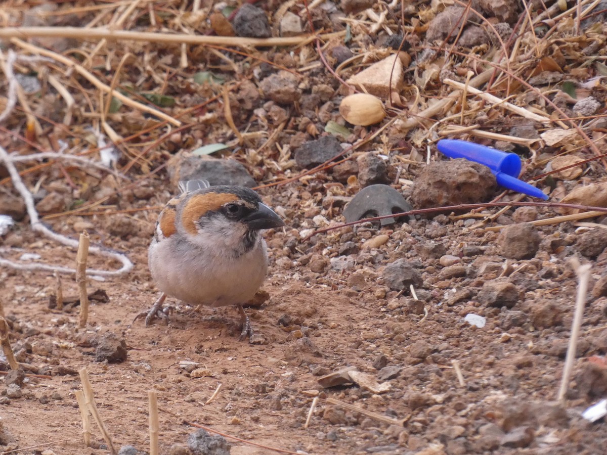 Cape Verde Sparrow - ML569527441