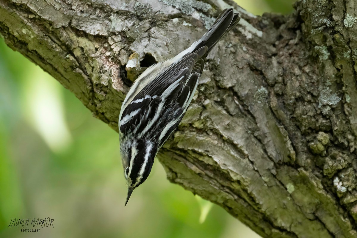 Black-and-white Warbler - ML569527581