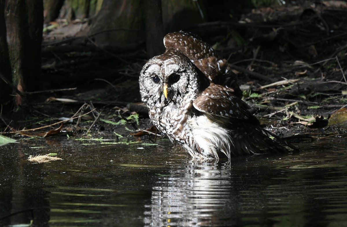 Barred Owl - Kate Rothra Fleming