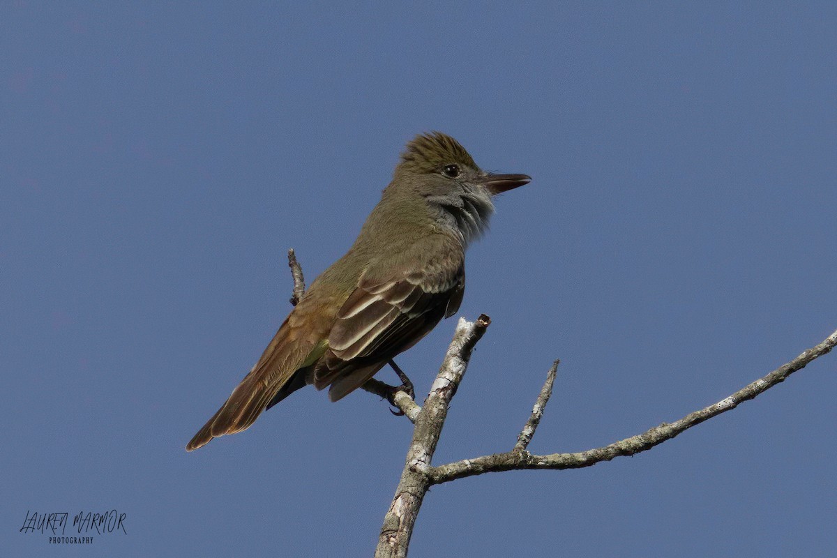 Blue-gray Gnatcatcher - ML569528031