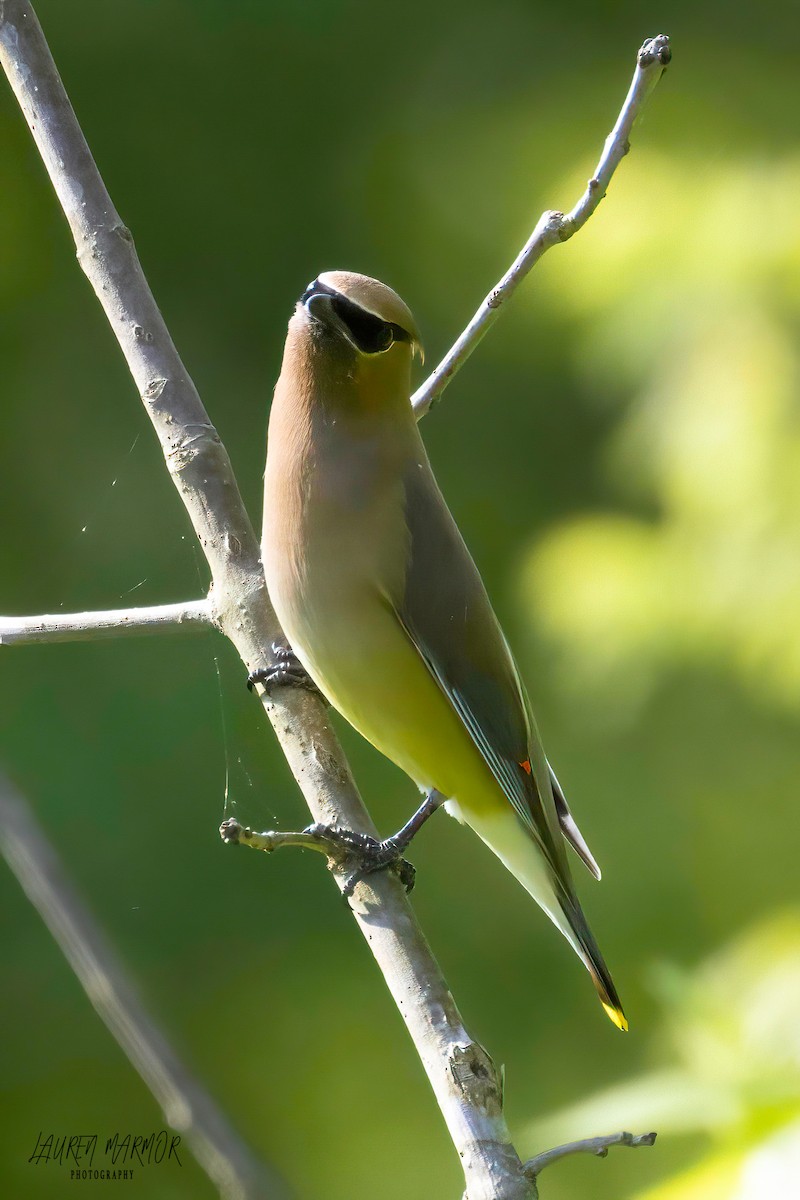 Cedar Waxwing - ML569528351