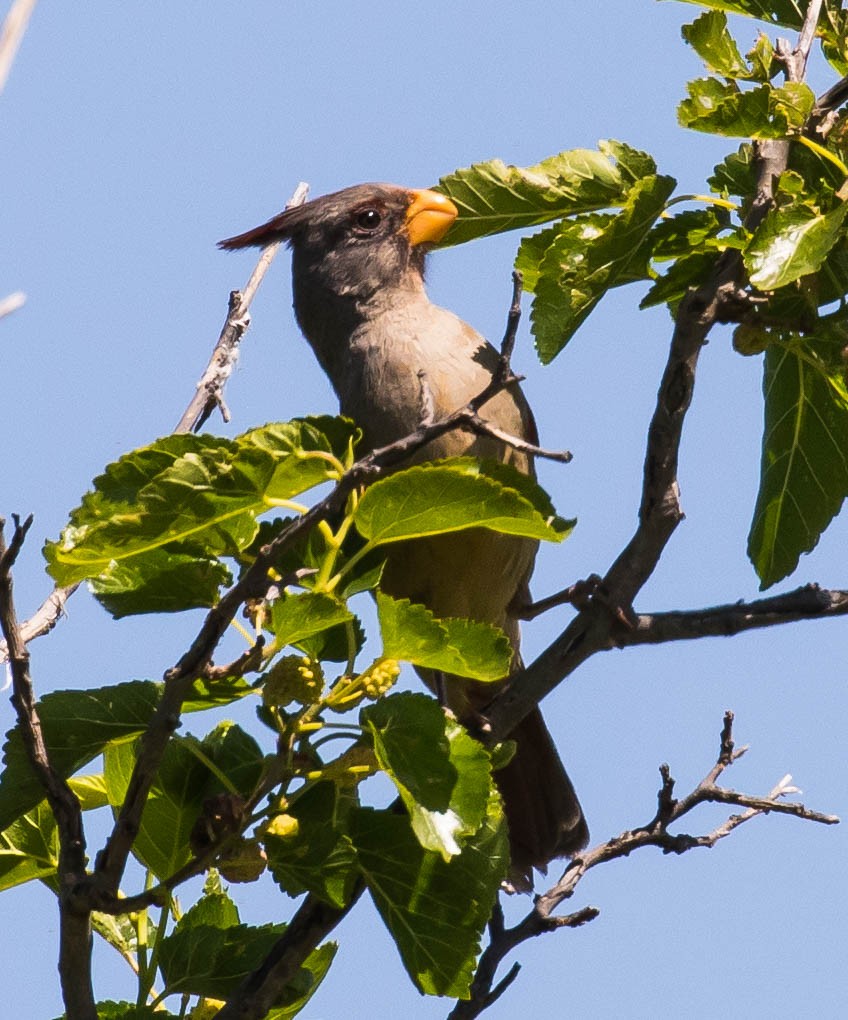 eBird Checklist - 5 May 2017 - Hackberry Flat WMA - 19 species