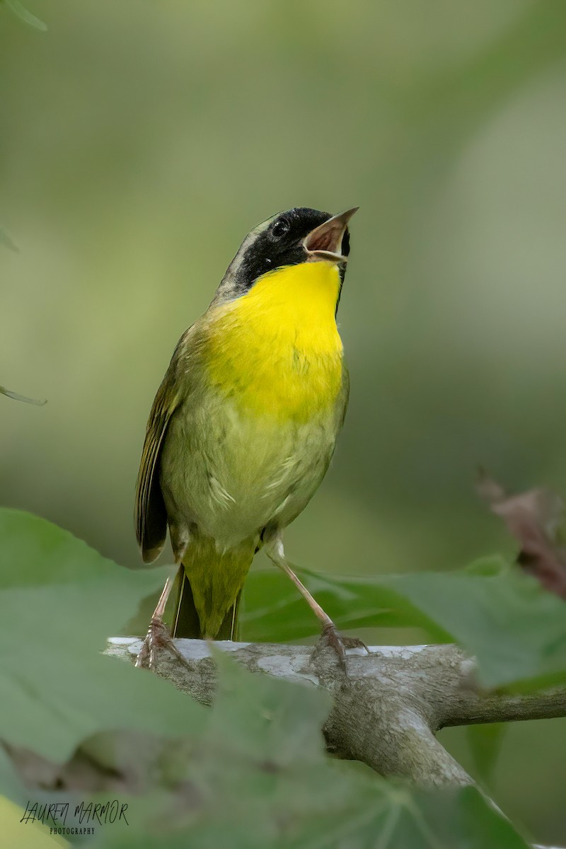 Common Yellowthroat - ML569528451