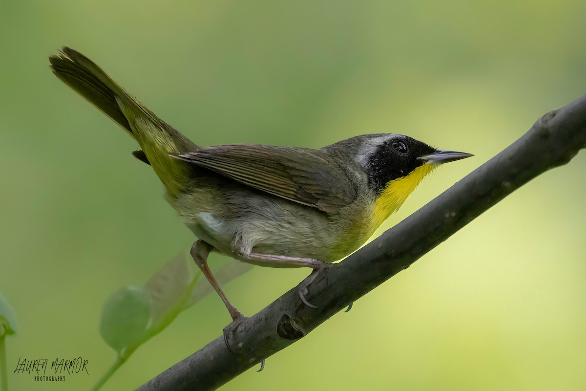 Common Yellowthroat - ML569528491