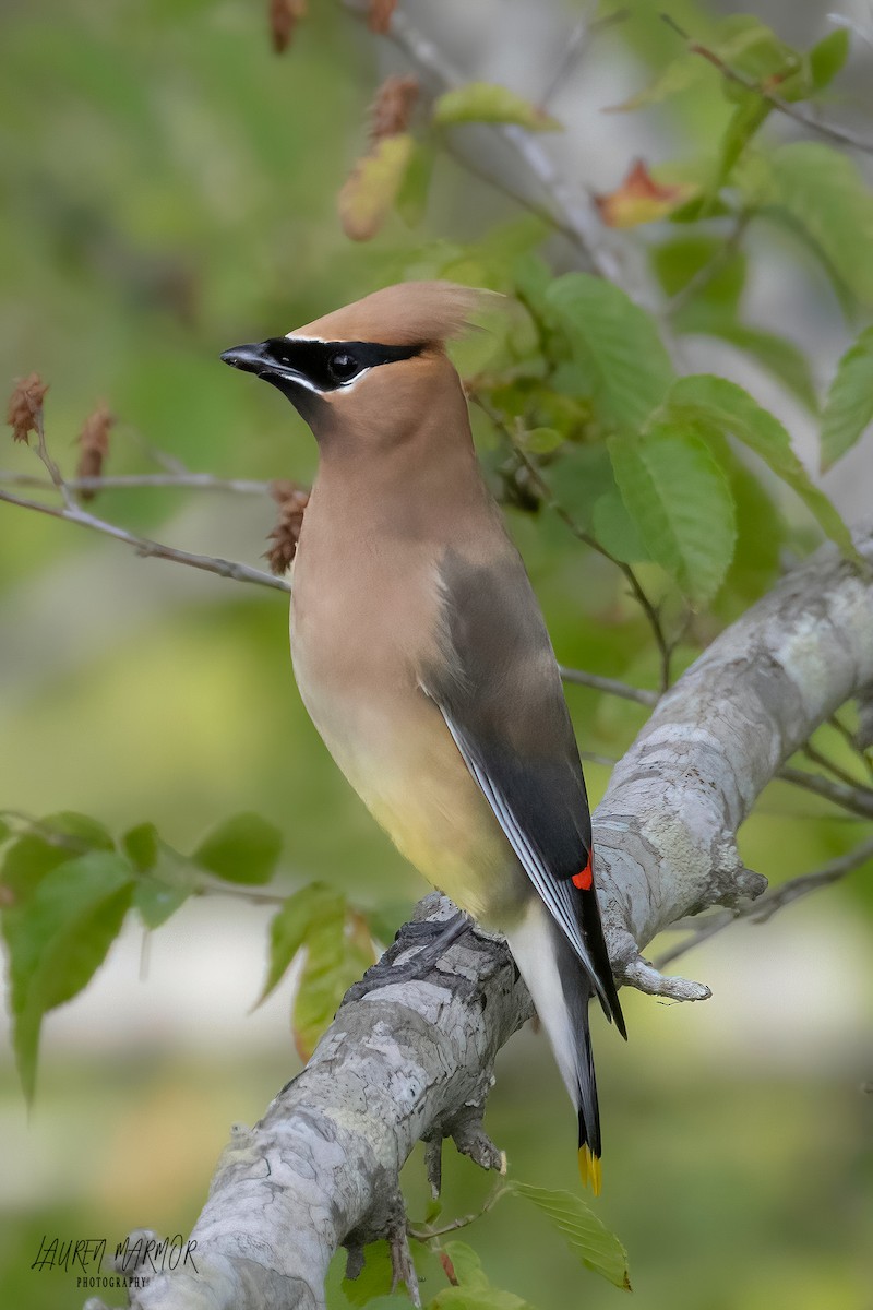 Cedar Waxwing - ML569528551