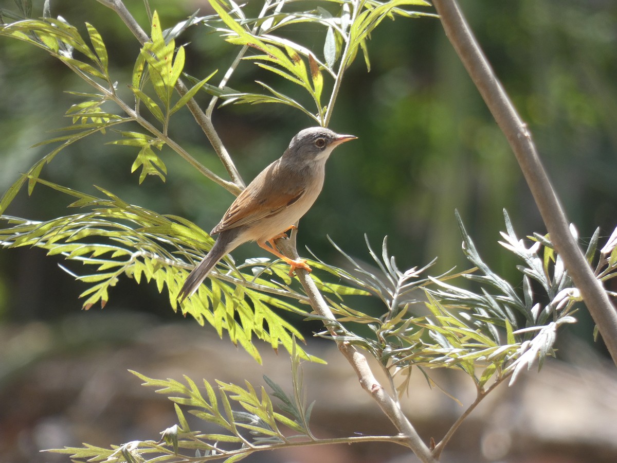 Spectacled Warbler - ML569529821
