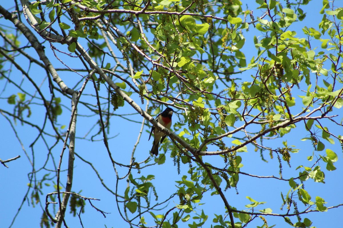 Rose-breasted Grosbeak - ML569531691
