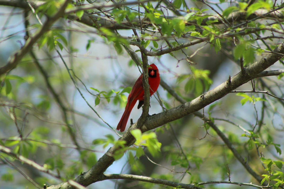 Northern Cardinal - ML569532181
