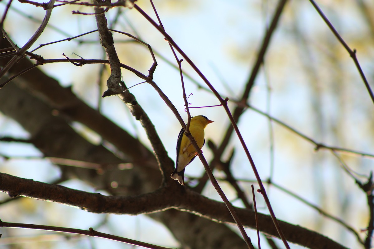 American Goldfinch - ML569532601