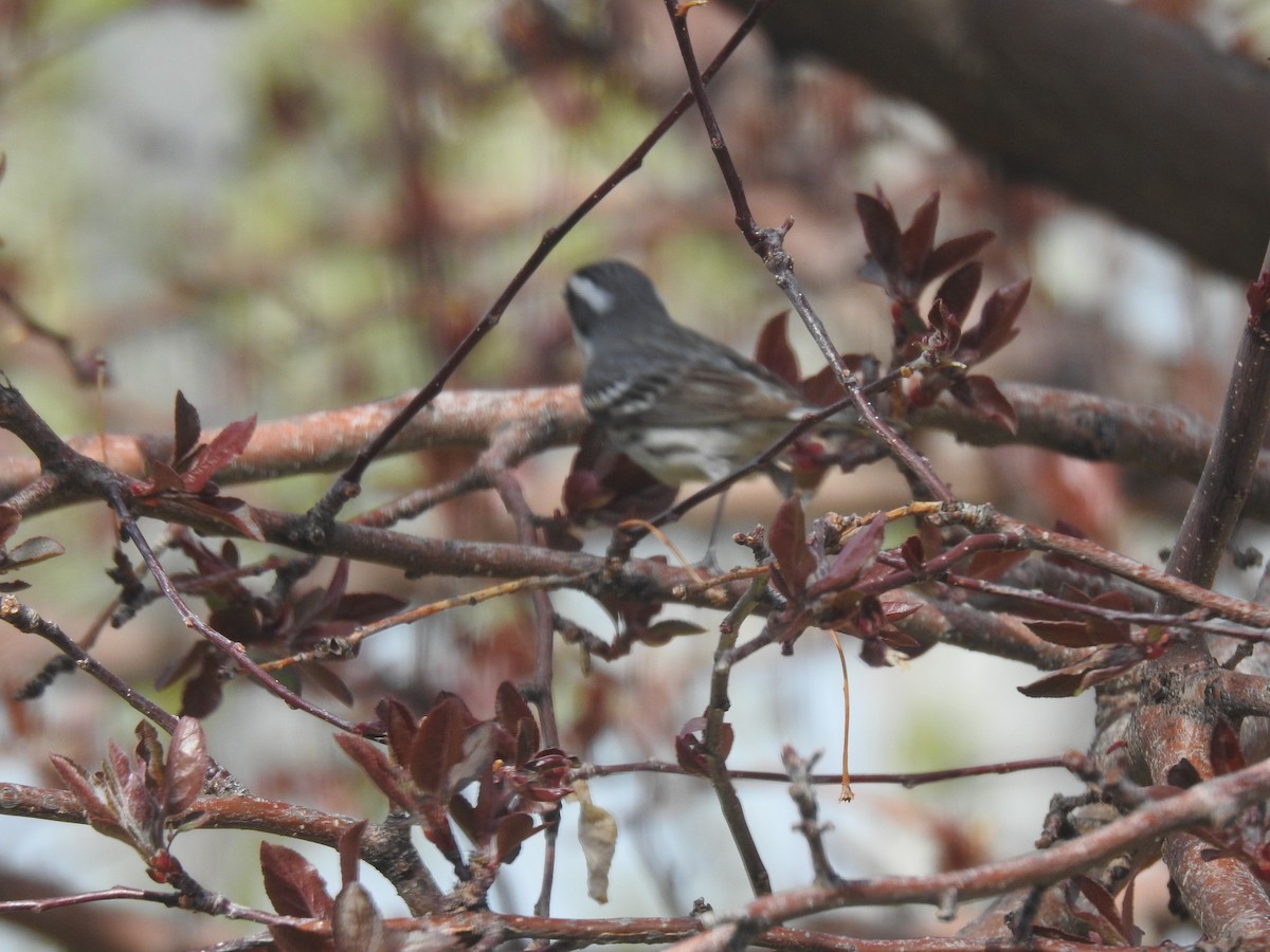 Black-throated Gray Warbler - ML569532771