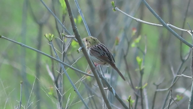 Henslow's Sparrow - ML569532881