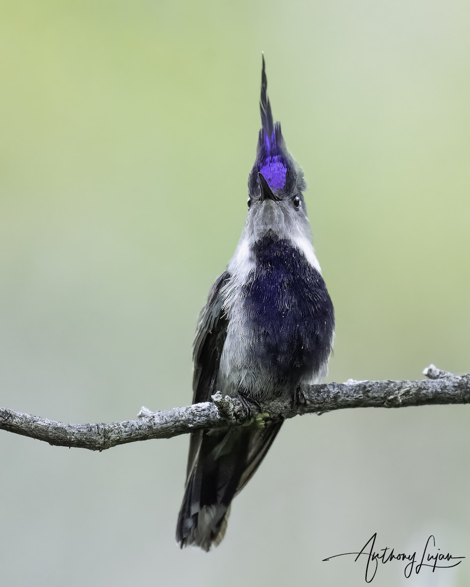 Purple-crowned Plovercrest - ML569534561