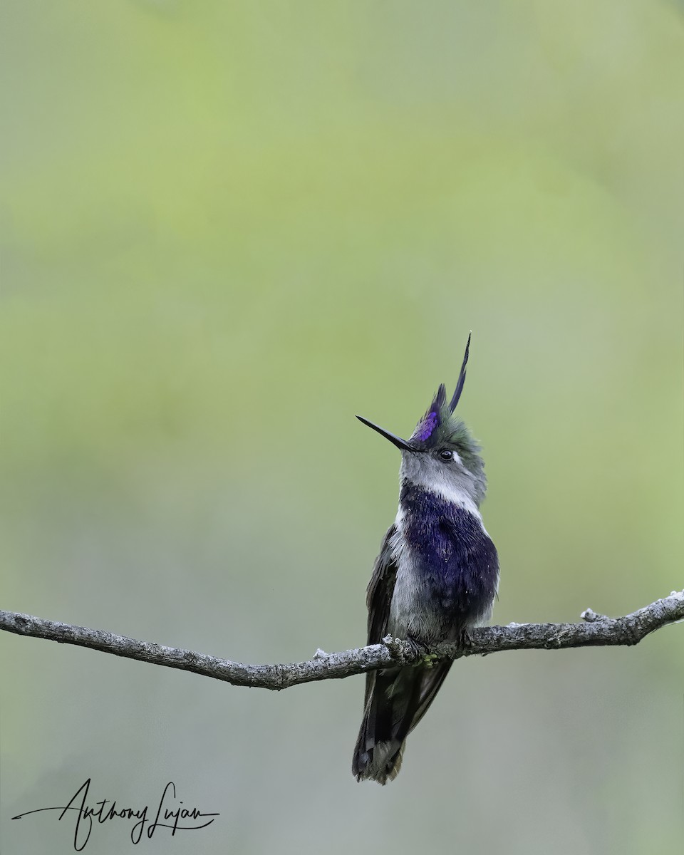 Purple-crowned Plovercrest - ML569534571