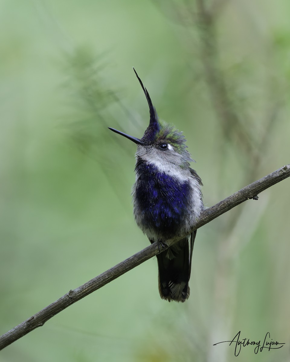 Purple-crowned Plovercrest - ML569534581