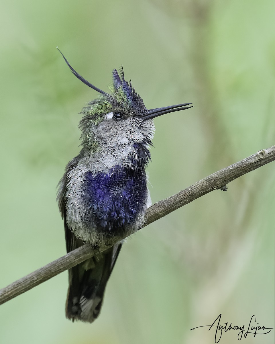 Purple-crowned Plovercrest - ML569534591