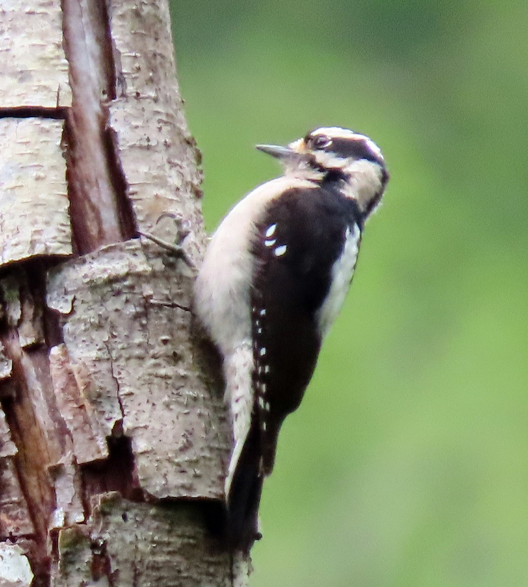 Downy Woodpecker - ML569535081