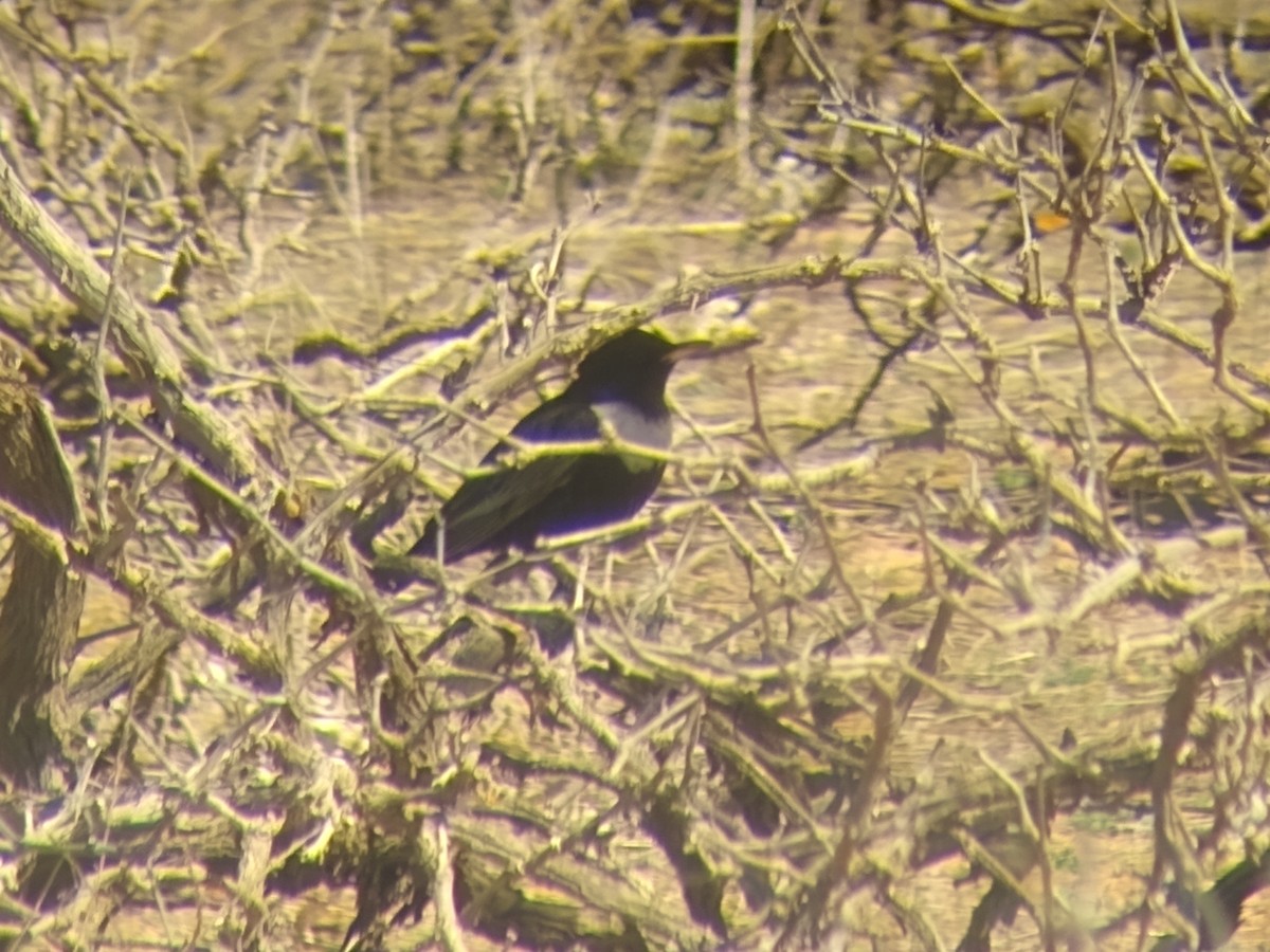 Ring Ouzel (Northern) - Xurxo Piñeiro Alvarez