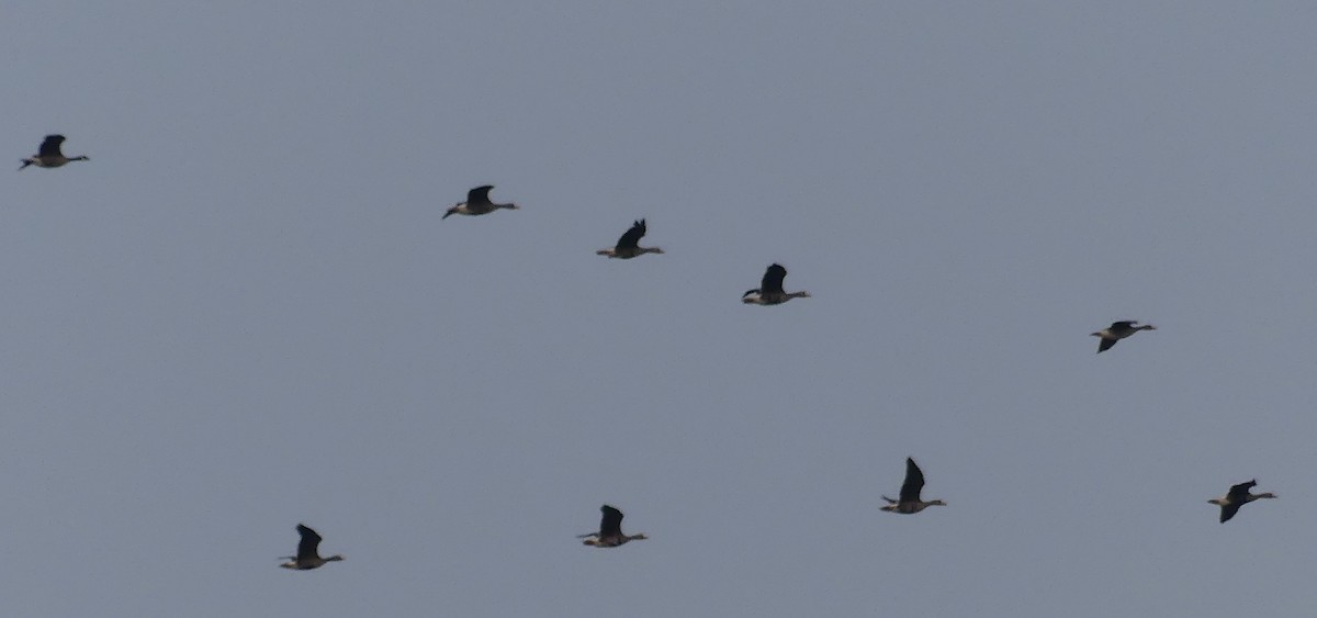 Greater White-fronted Goose - ML569535781