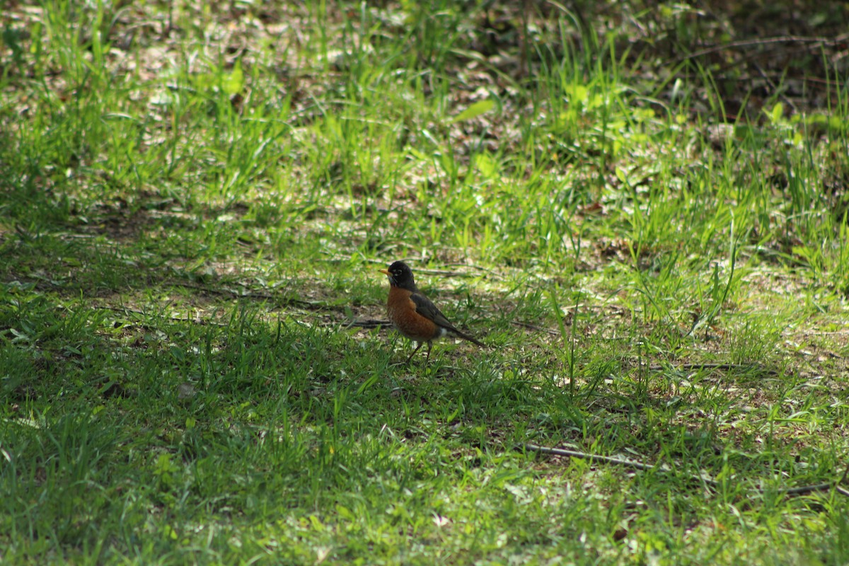 American Robin - ML569536061