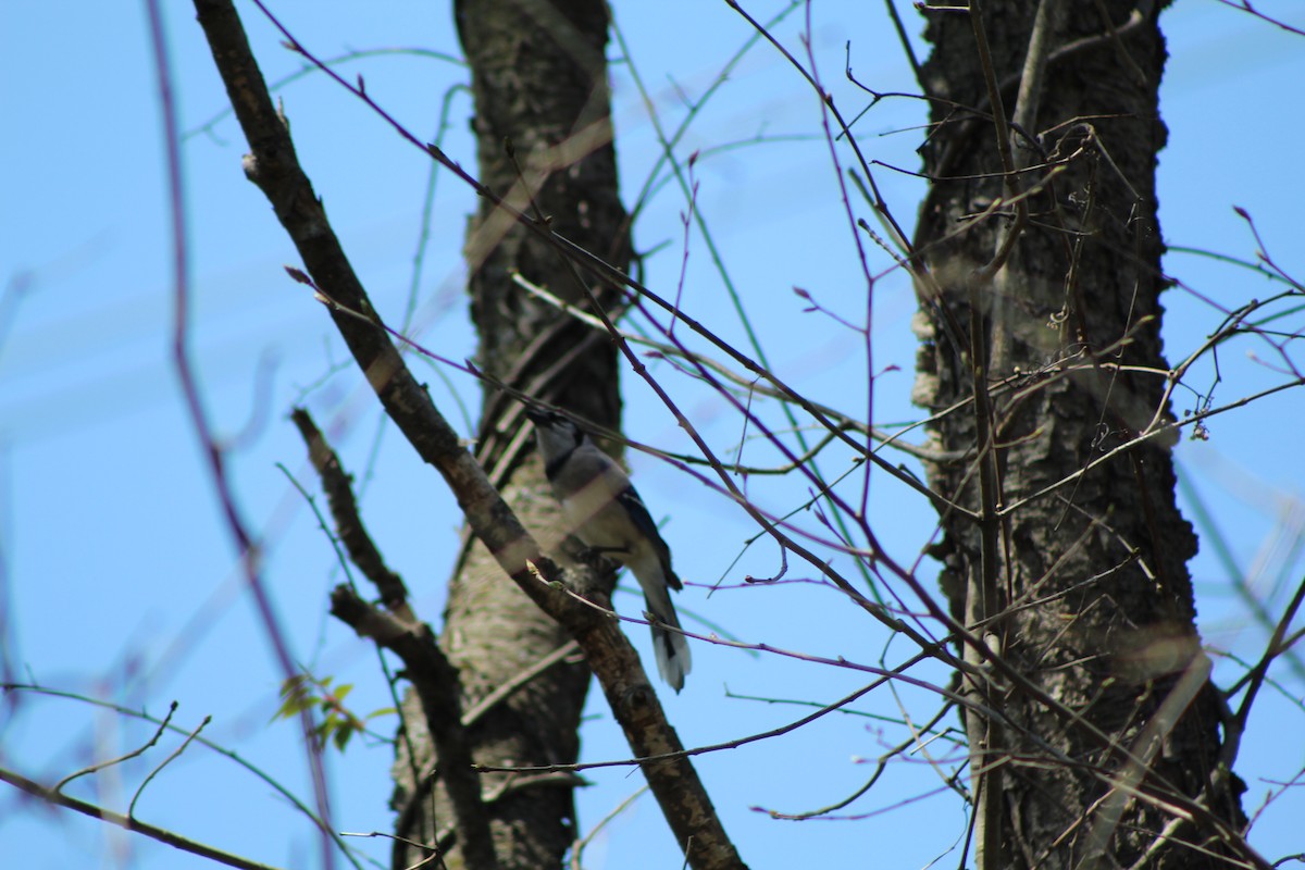 Blue Jay - ML569536101